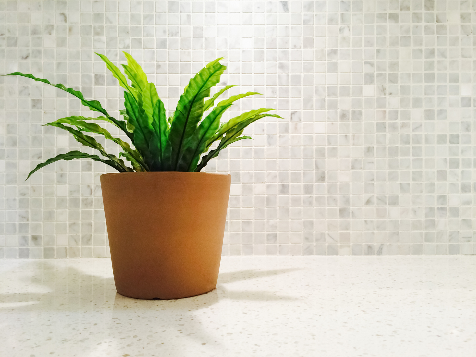 How to Decorate With Kitchen Plants
